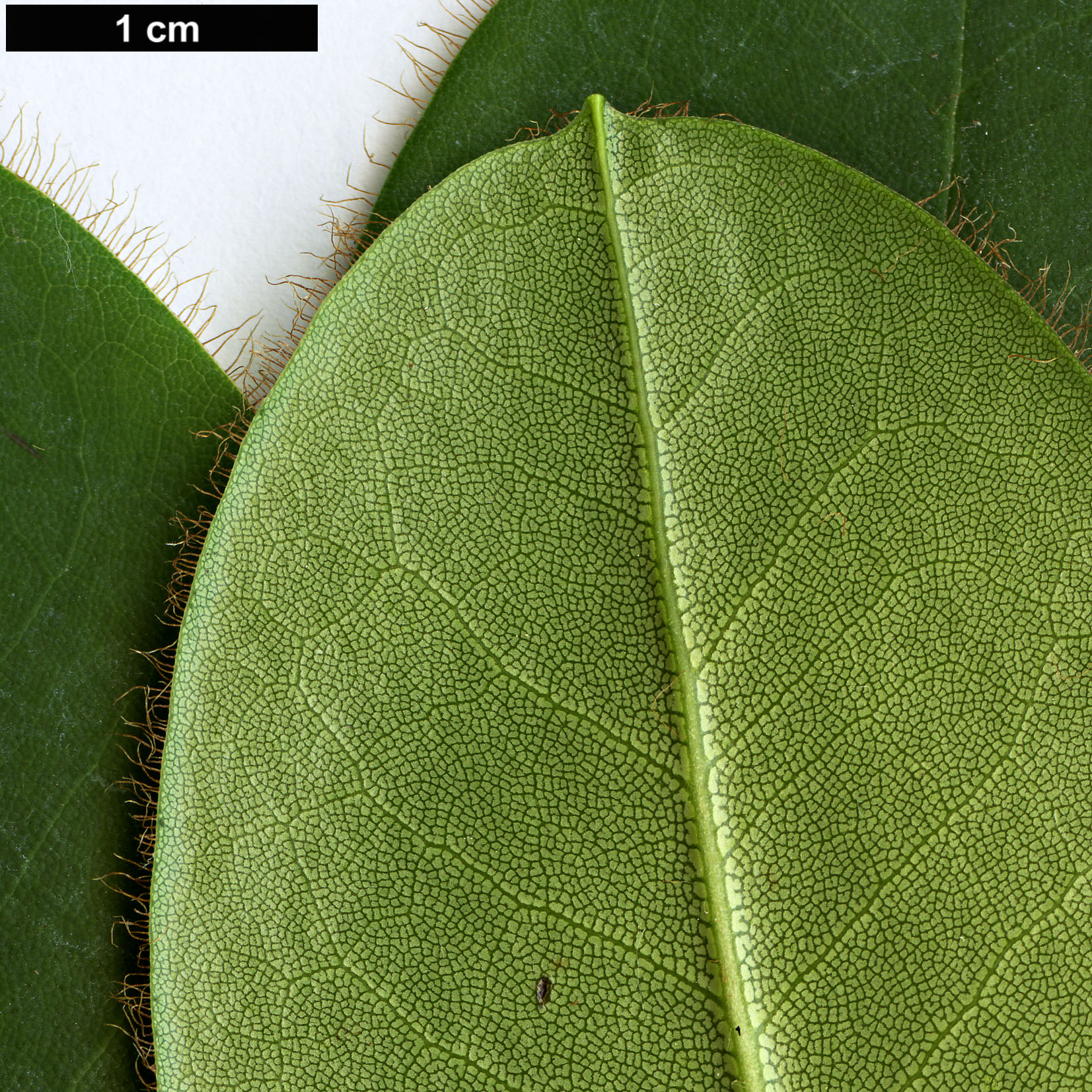 High resolution image: Family: Ericaceae - Genus: Rhododendron - Taxon: purdomii HORT